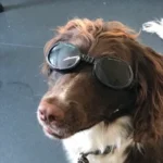 Harry the dog with driving googles on