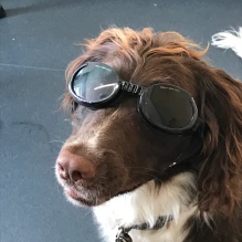 Harry the dog with driving googles on